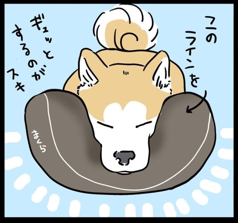 A perfect gift for Shiba Inu Taro, who likes to squeeze his face | Series "Mofumofu Shiba and Punip...