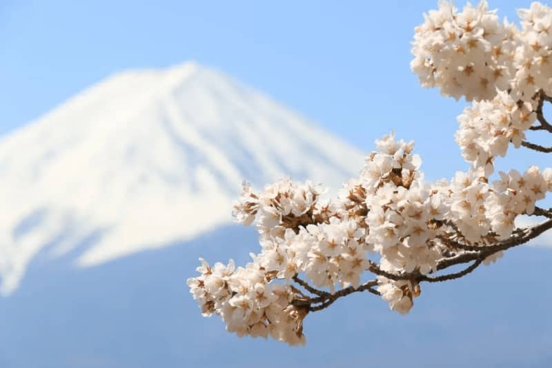 富士山と桜の絶景を眺める！河口湖周辺の桜の名所を紹介