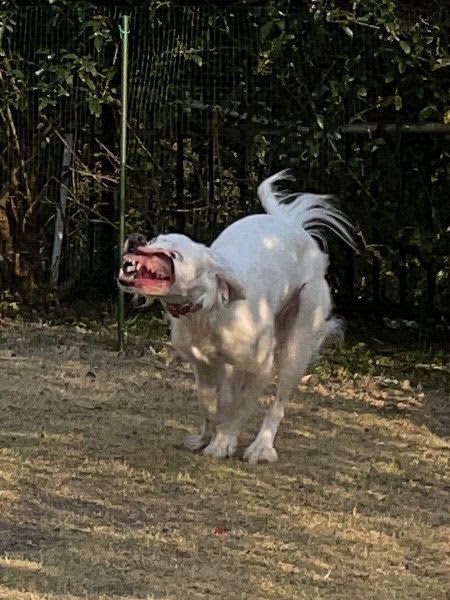 It's like "Biohazard".The usually cute dog showed a ferocious expression and shook the SNS.What the hell...
