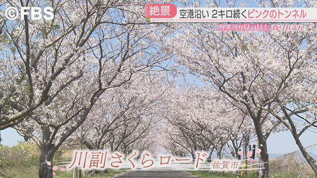 【カメラが見つけた春らんまん】春の出会いと別れを見守る桜並木