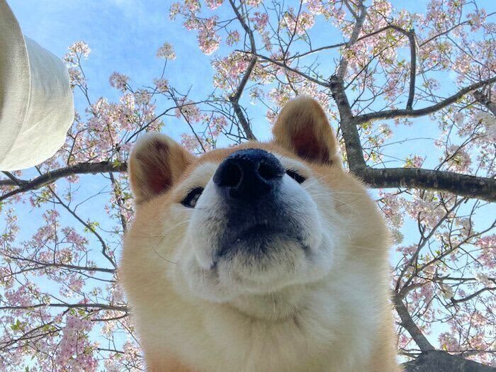 Maro-tan, who stopped chasing cherry blossom petals, has become an adult?Marotan's Spring Walk Circumstances