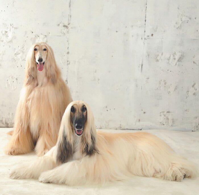 Glossy fur, deep chest, dignified appearance... What is the charm of a "beautiful dog"?