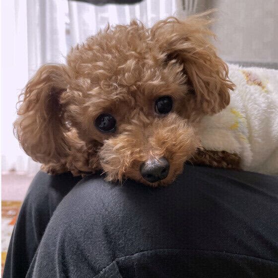 What kind of dog do you like?What is “Inutarashi” that any dog ​​likes?