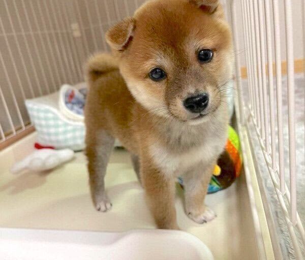 A cute puppy with a “toddler feeling” that came to the newlyweds