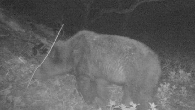 3月に続き同じ場所にクマが…暗闇の中草むらに鼻を向ける姿がカメラに　札幌市南区