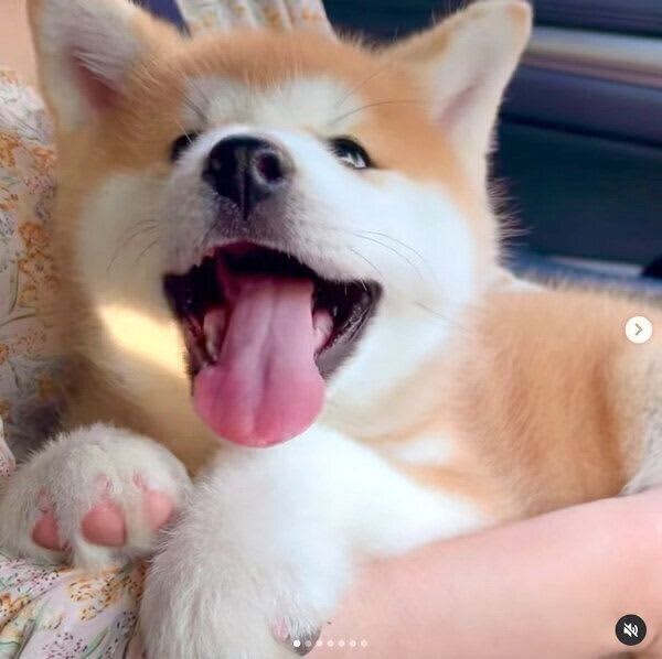 Puppy who showed a smile in his owner's arms on the first day of adoption.