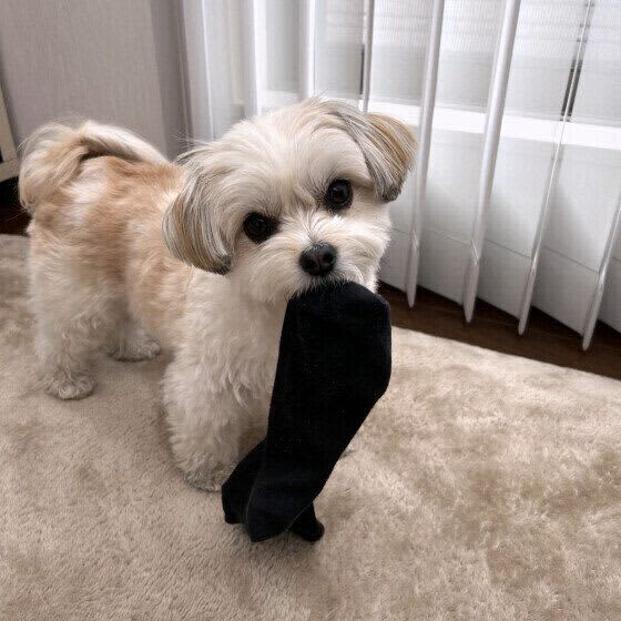 Maybe I'm acting ng?Skinship is actually stressful for dogs