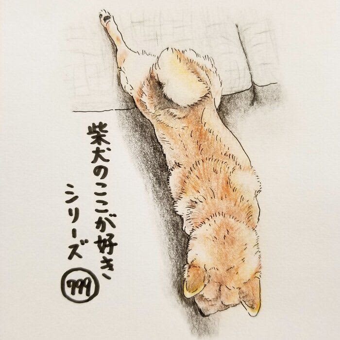 There is a wide variety of stretches for waking up with Shiba Inu |