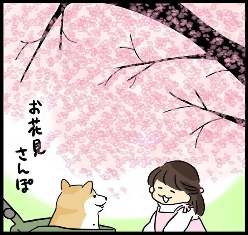 Shiba Inu Taro-san, who doesn't see flowers, will be able to see the flowers if he gets on the cart?!