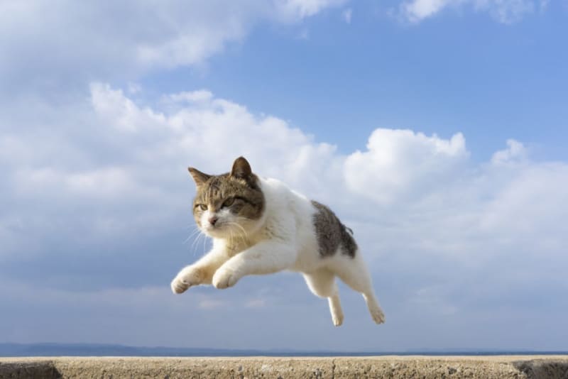 'Cat Jump! Plenty of adorable moments such as "flying cats" on the island ... Photo exhibition in Kobe Suma
