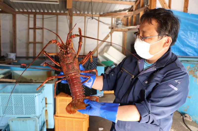 千葉県館山産 天然”活”伊勢海老 2kg（6～10尾） おがくず梱包