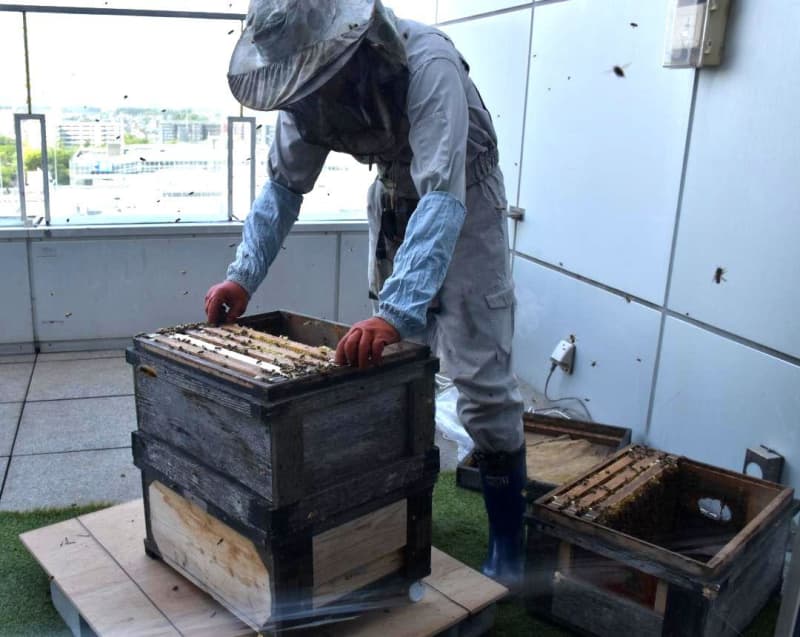 茨城・つくば　ホテルにミツバチ巣箱　豊かな緑農業貢献　養蜂知るきっかけに