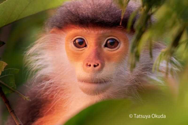 Introducing endangered species of Southeast Asian primates on large panels Photo exhibition by Tatsuya Okuda Osaka Museum of Natural History, 5th…