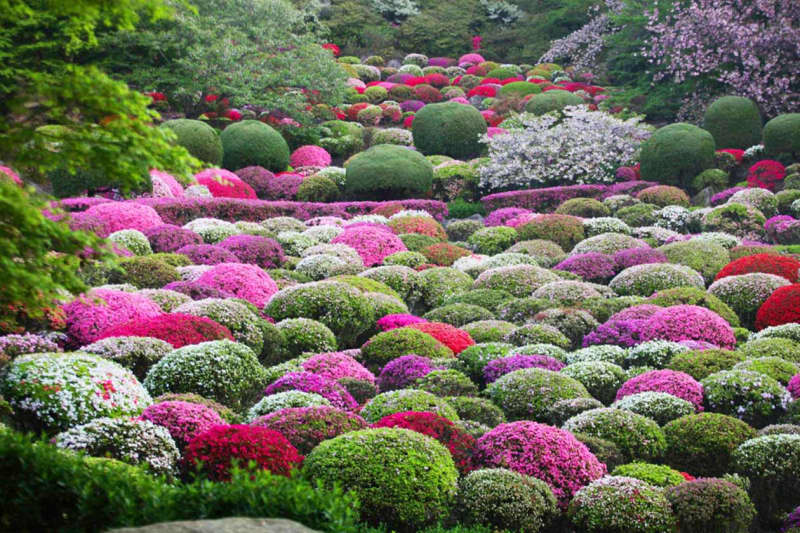 佐賀・武雄温泉「御船山楽園の花まつり」4月中旬からは20万本のつつじが見頃！樹齢170年の大藤も