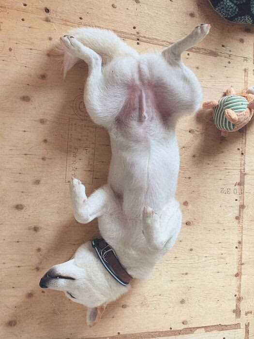 What is the sleeping position of an innocent and spoiled dog?