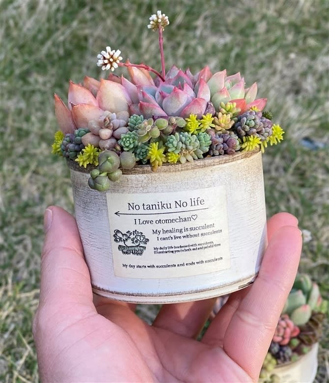 Healed by succulents ... "Tanilla" growing Easy to grow and interior