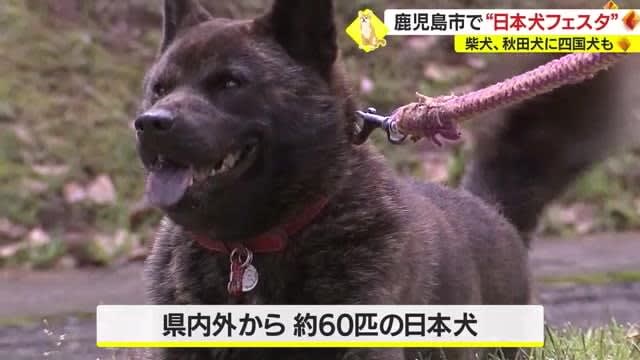 秋田犬に柴犬…「日本犬」が大集合！　鹿児島市で「日本犬フェスタ」