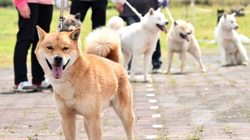 CMのお父さんで愛される「北海道犬」成育状態を競う　岐阜・神戸町でチャンピオン展