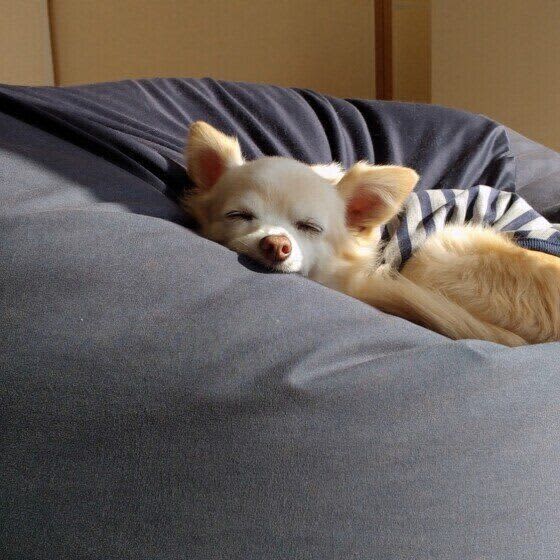 What are the benefits of sunbathing your dog?A veterinarian's story useful for caring for dogs