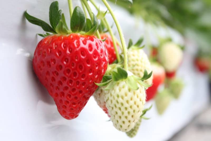 Hyogo-born "Strawberry Queen", "Ama Queen", and "Red Queen" Professionals will teach you how to eat and store delicious!