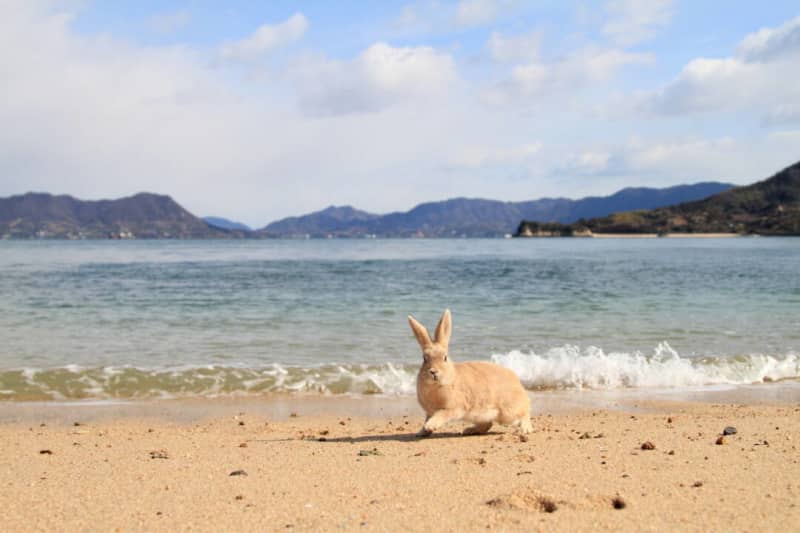 広島・せと温泉『うさぎ島』可愛いうさぎに癒される、瀬戸内海に浮かぶ小さな島「休暇村 大久野島」