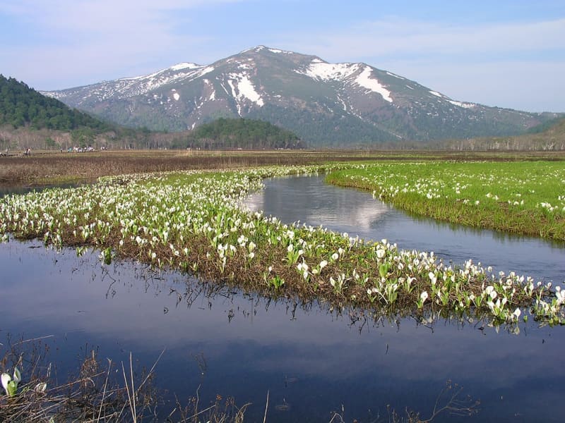 Gunma/Oze One of Japan's best wetlands where Asian skunk cabbage is in full bloom. Best time to see from the end of May