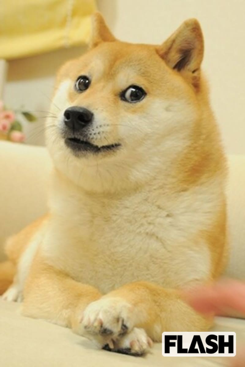 世界一有名な柴犬「かぼす」NFTで画像を売ったら4億7000万円！飼い主は「殺処分寸前で救われ…