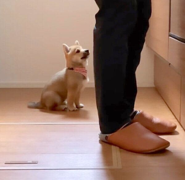 A puppy sitting quietly at his dad's feet.