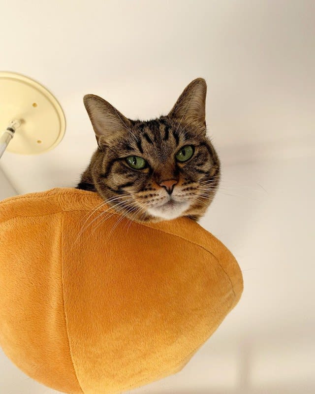 気付かれず閉店後の薬局に閉じ込められていた子猫を保護　しかし先住猫との相性が最悪…「穏やかに暮…