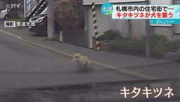 A fox attacks a walking dog "A woman screams..." The moment the driver saves the crisis Sapporo