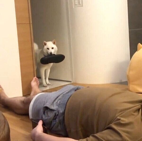 The dog that quietly appeared with shoes in its mouth The "unexpected behavior" immediately after is funny, cute and laughable!