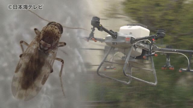 Drone extermination of “perverted insects” Expectations for a new extermination method for insects that have plagued residents for many years Yonago City, Tottori Prefecture