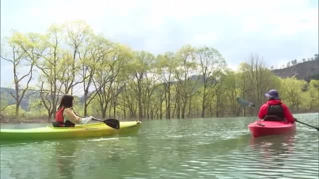 Mysterious!Superb view spot by canoe / "Submerged forest" created by nature Iide Town, Yamagata