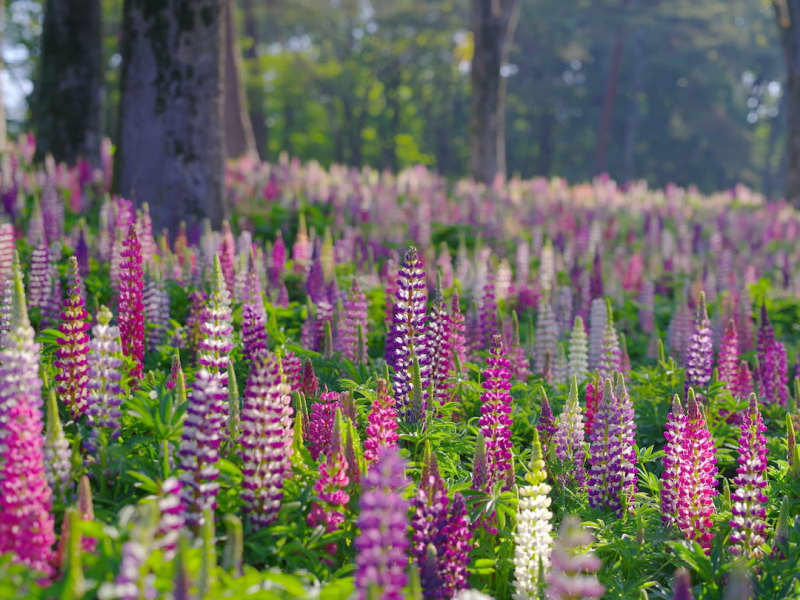 埼玉「国営武蔵丘陵森林公園」約4万本のルピナスがゴールデンウィークに最盛期！5月中旬まで見頃