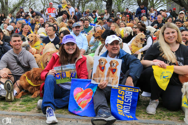 For what?A whopping 100 golden retrievers gather at a park in Boston, USA!