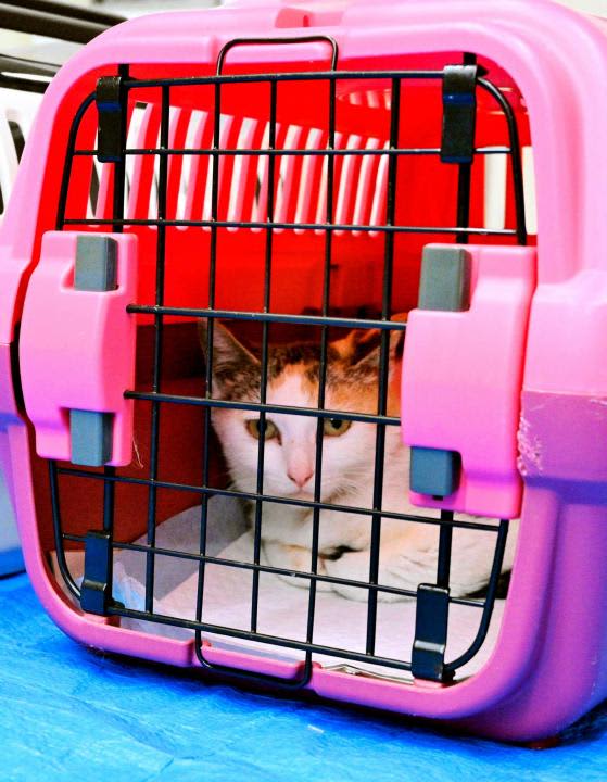 Stray cats in Uwajima and Kushima Watch over in the community Residents and NPOs Simultaneous sterilization Sterilization 50 cats caught Treated with a moving vehicle Ohashi ...