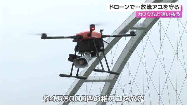Protecting released sweetfish with drones... Chasing cormorants from the sky Yura River in Fukuchiyama City, Kyoto
