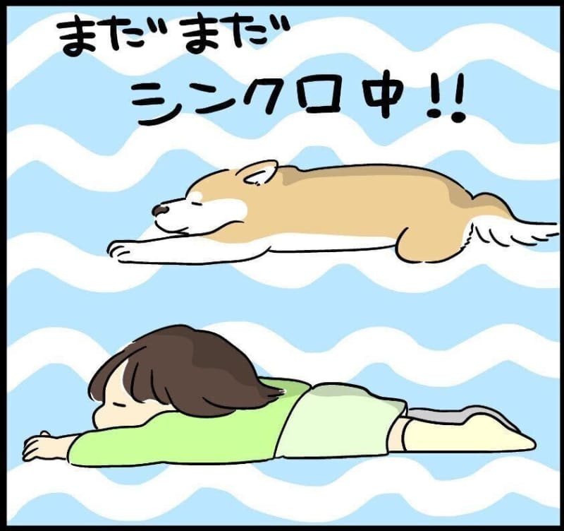 No matter the distance, my daughter and Shiba Inu Taro's unchanging synchronized appearance |