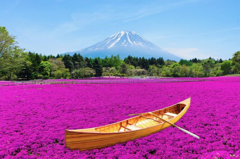 "50 Fuji Shibazakura Festival" with 2023 moss phlox and a superb view of Mt. Fuji!The garden where you can meet Peter Rabbit is also open...