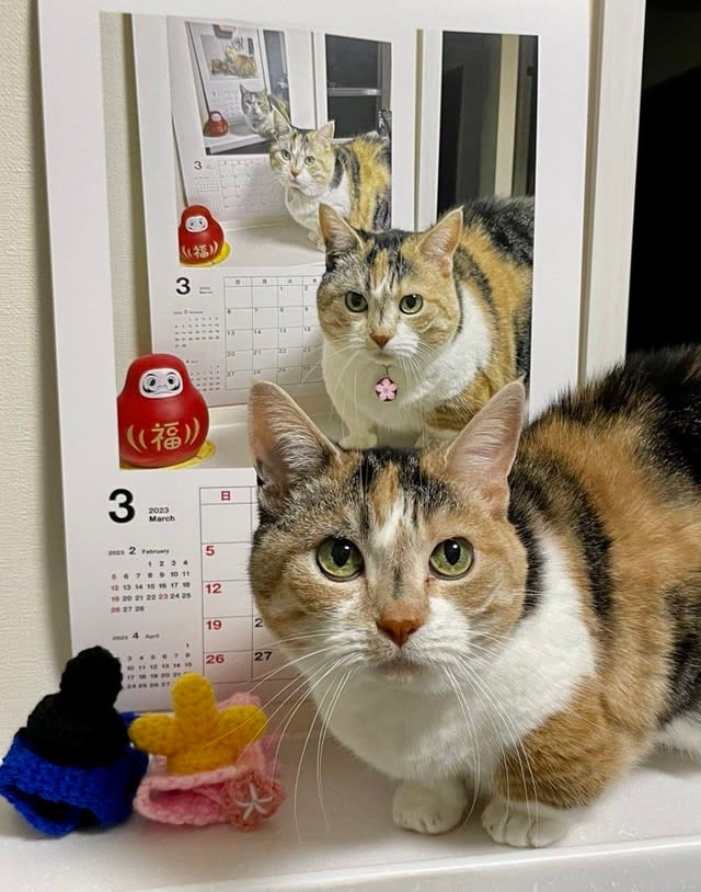 「来年の猫カレンダーはこれで」意外な発想の写真に「なんて素晴らしい」「うちでもやってみたい」と…