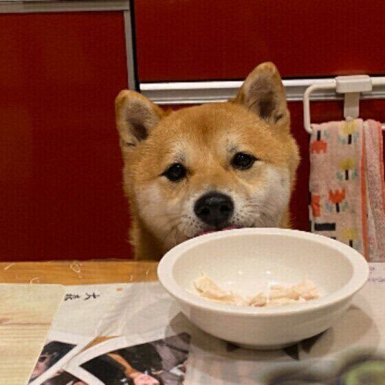 You can improve with the ingenuity of how to treat!My dog's fast eating, uneven eating, pick-up eating