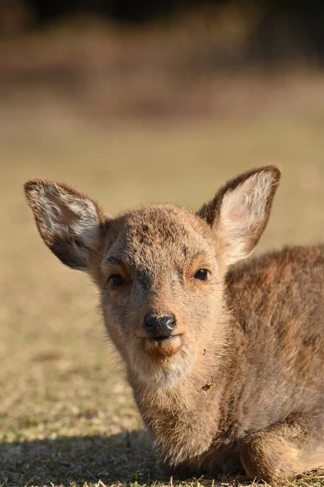 "Never touch a fawn" 5 months of life abandoned by a mother deer "Kotsubu-chan" telling the tragedy of Nara Park