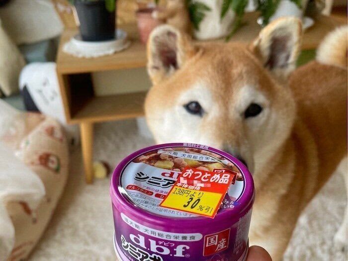 Shiba Inu Maro-tan's recent food situation, which has been waiting for a "delicious one" for a long time.