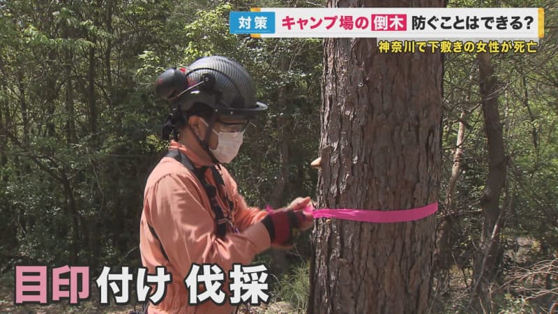 キャンプ場で倒木の下敷きになった女性が死亡　「キノコ、葉の色、皮の割れ」が危険な木のサイン【大阪発】