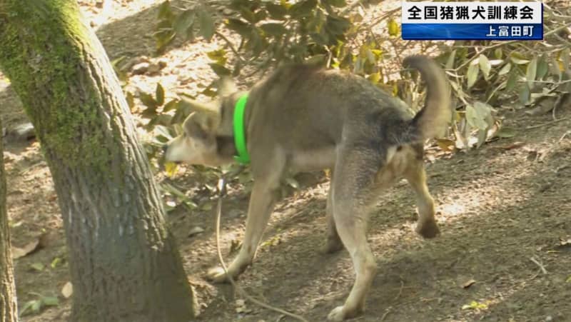 イノシシ猟で使う猟犬の育成を目的とした「全国猪猟犬訓練大会」　和歌山県上富田町