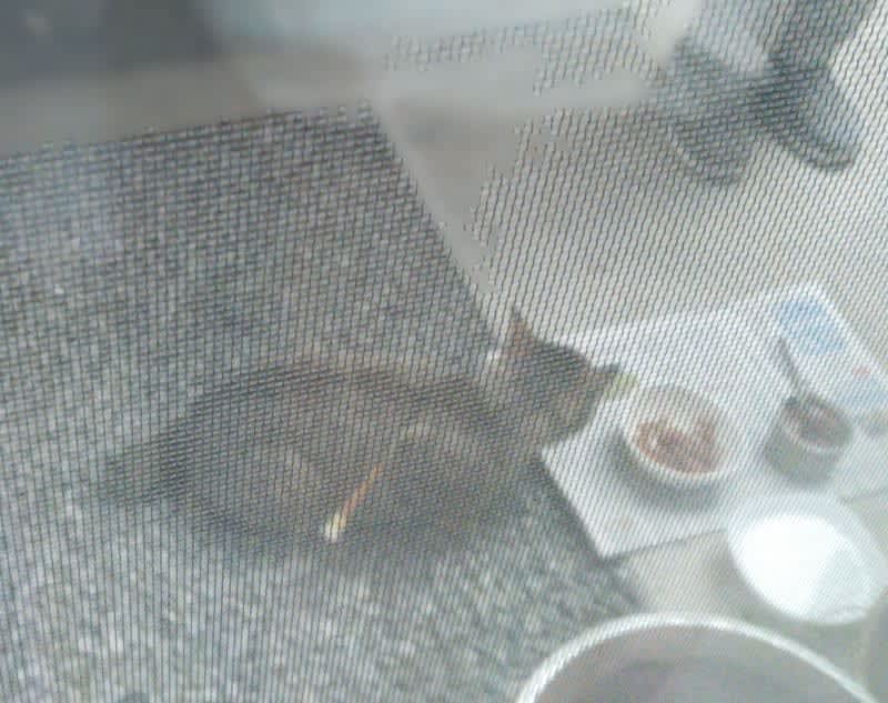 無事です！　熊谷の「矢が刺さった野良猫」保護　すでに矢も摘出、命に別条なし　動物愛護法違反容疑で捜査