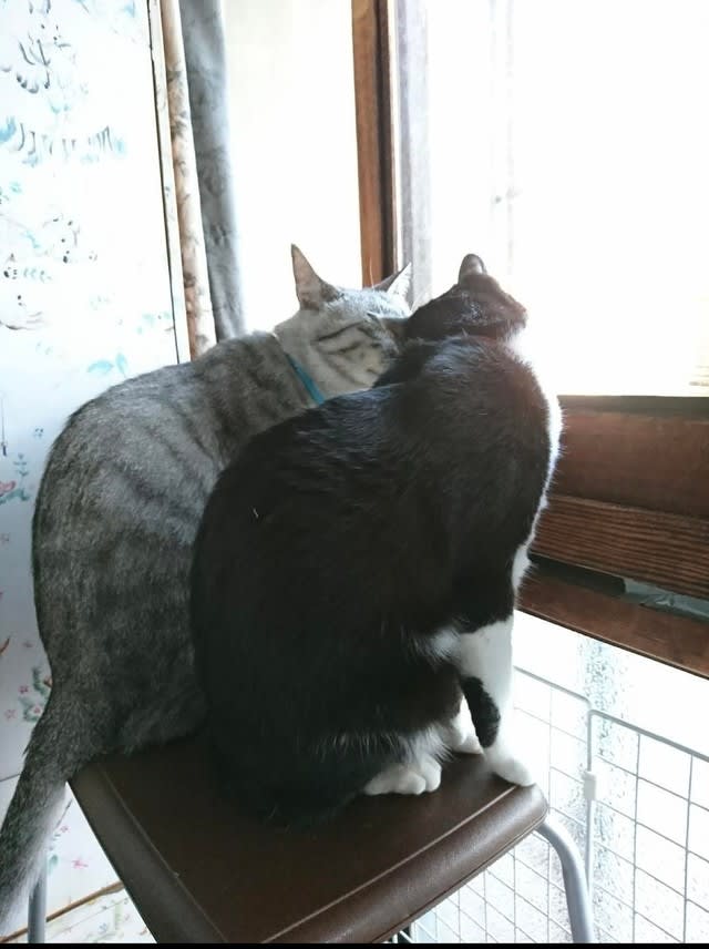 風邪ひいていた子猫3匹を保護…1匹は虹の橋を渡り、2匹も病気でケアが必要に　「里親に出さず、う…