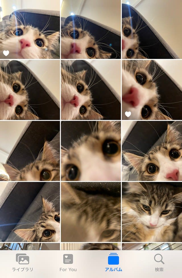 愛猫が自撮り！？「猫が勝手に撮ってた写真、何度見ても最高すぎる」と話題に「カメラ目線が可愛い」…