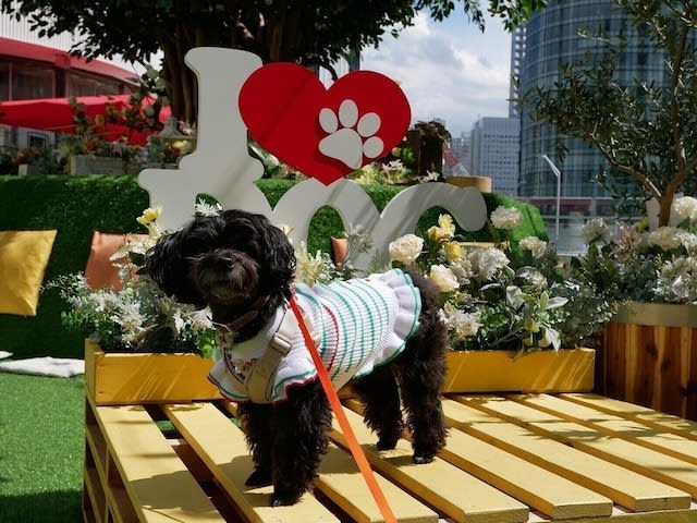 Cafes and restaurants in Yokohama where you want to go with your dog during Golden Week!There is also a spot where you can enter together