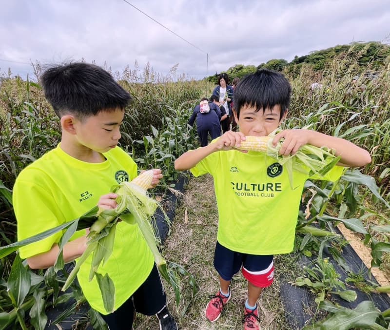 Sweet!Now is the season for harvesting corn in Okinawa.